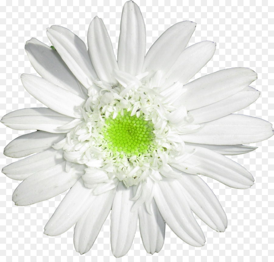 Oxeye daisy Daisy famiglia tedesco camomilla fiori recisi - camomilla