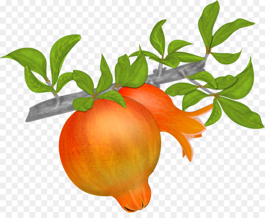 Mandarin orange, Granatapfel Mandarine, Clementine - Granatapfel