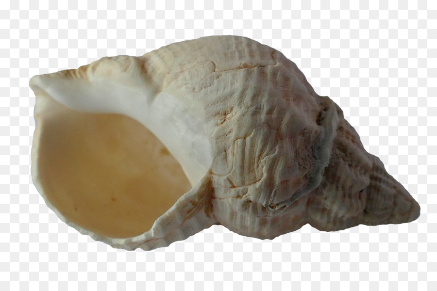 Cozza di Conchiglie di Gasteropodi guscio di Lumaca Bivalvia - sabbia