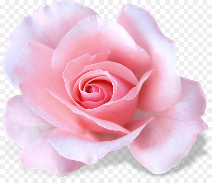 Vườn hoa hồng Trắng - Hoa hồng