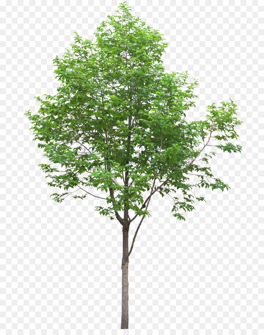 L'Albero bianco di Quercia Alba redwood holly Oak - albero