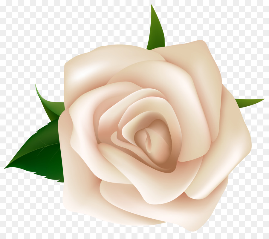 Nero rosa Bianco Clip art - rose bianche
