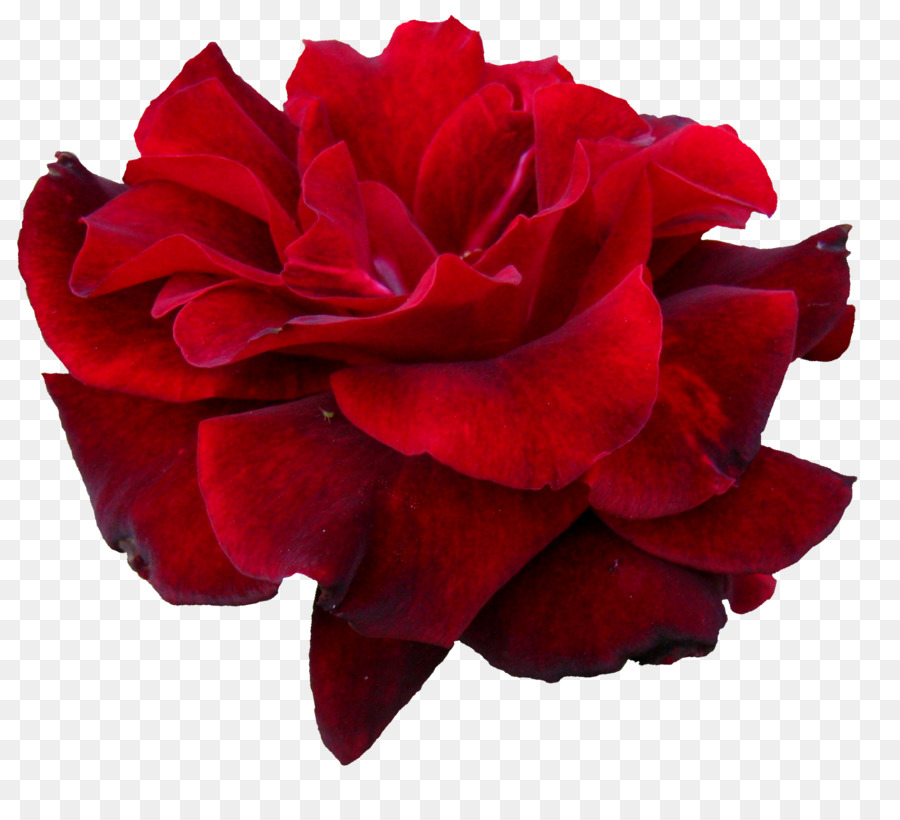 Le rose da giardino Fiore Clip art - rosa