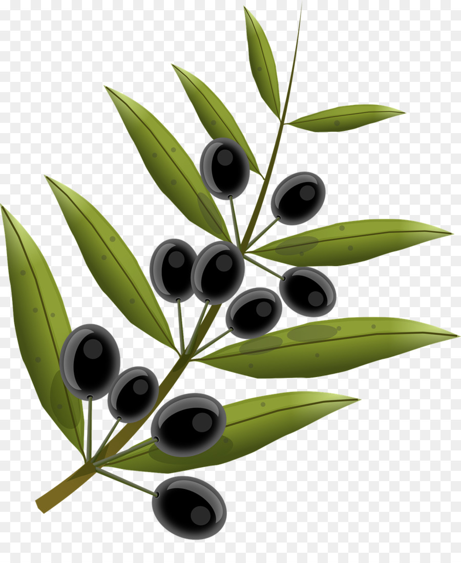 Olivenöl - Oliven