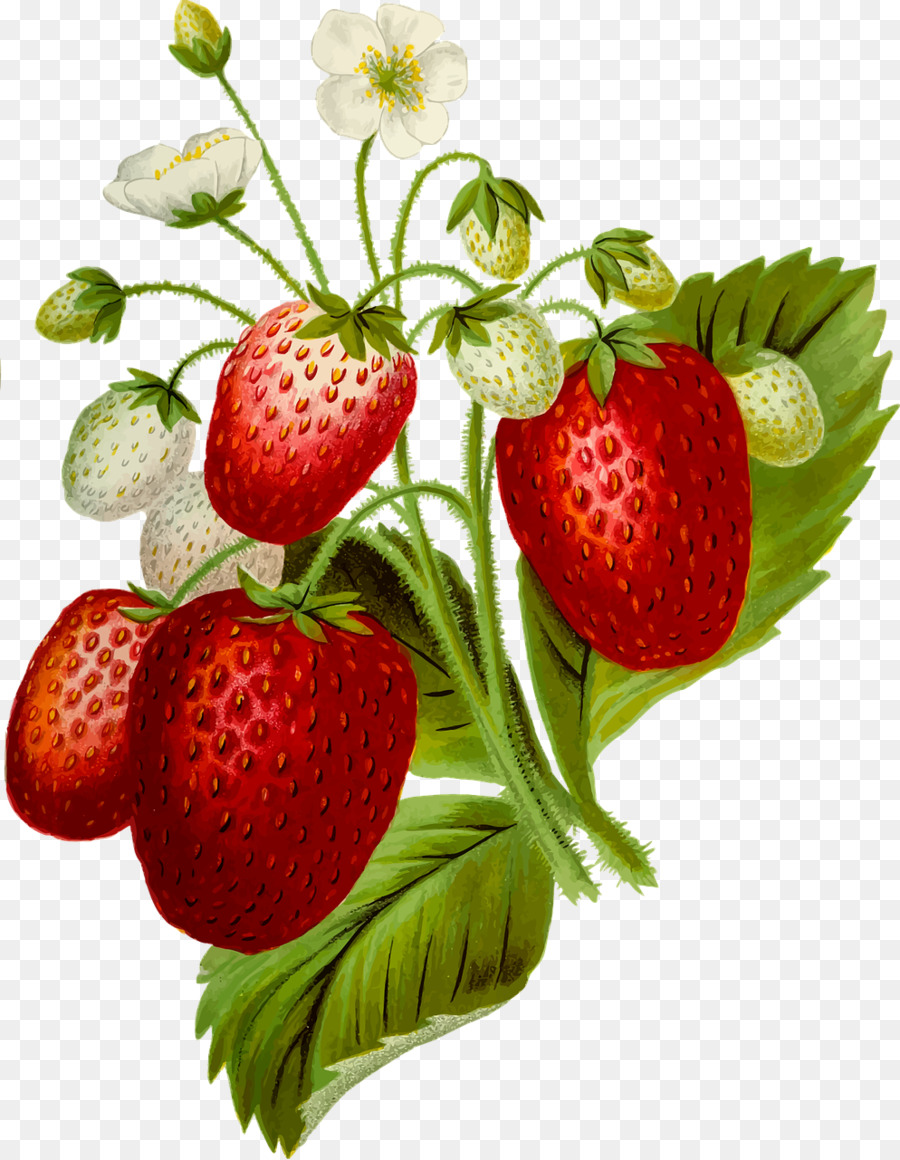 Erdbeer-Sahne-Kuchen Essen Clip art - Erdbeere