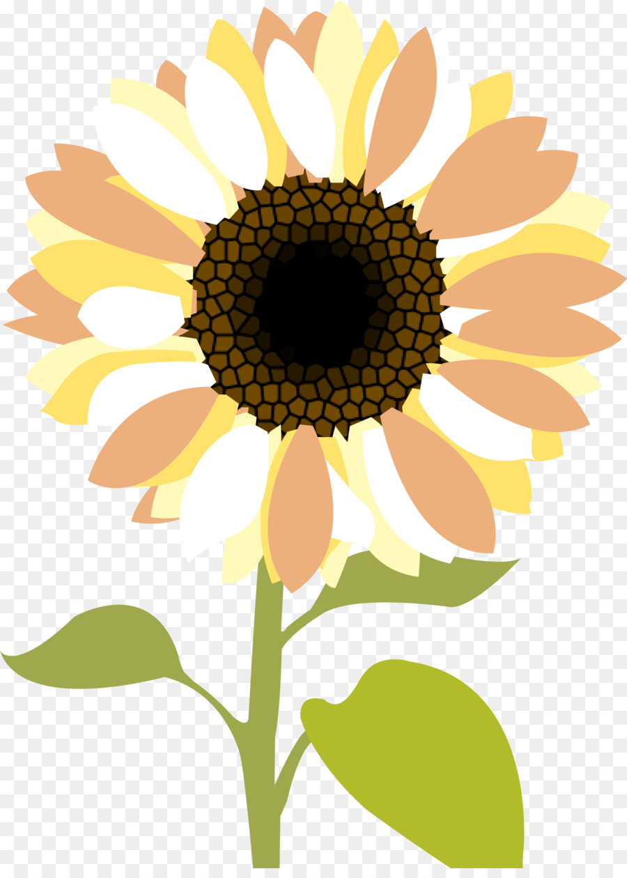 Sunflower Cartoon png download - 1767*2446 - Free Transparent Common  Sunflower png Download. - CleanPNG / KissPNG