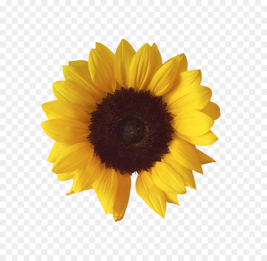 Common sunflower-Bild-Datei-Formate Clip-art - Sonnenblume