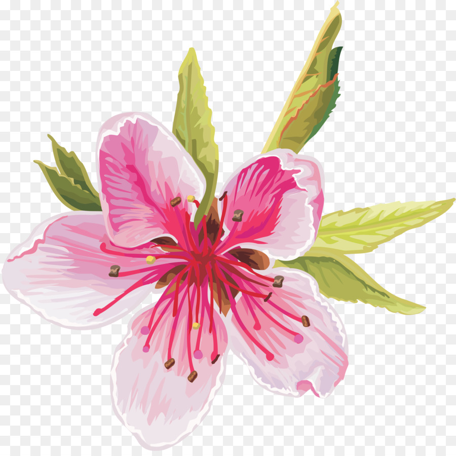 Blume, Herunterladen, Clip art - Aprikose