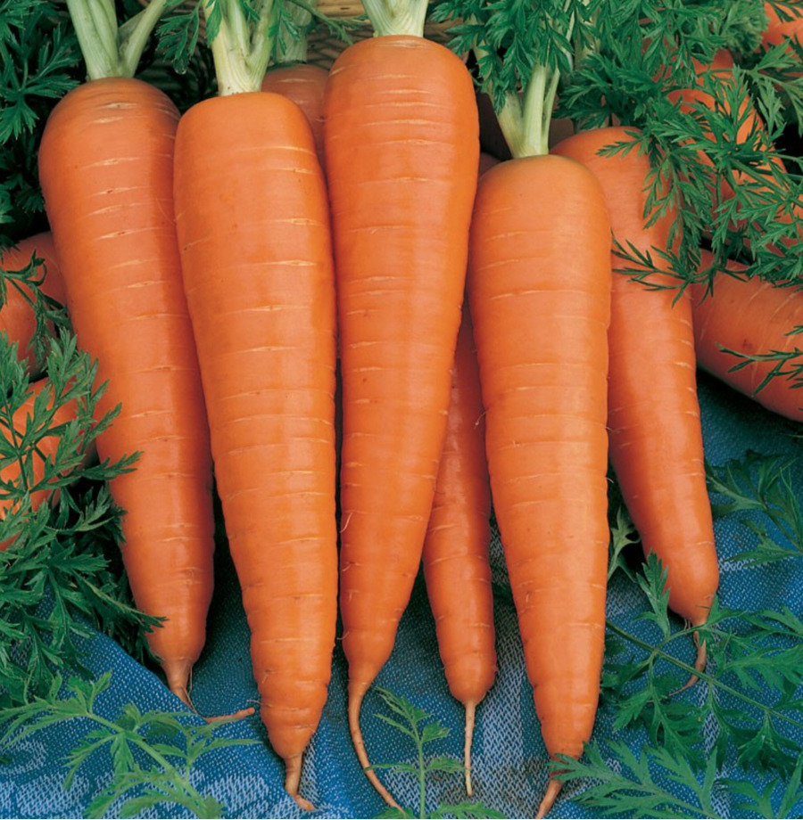 Carota Danvers alimenti Biologici di Semi di Verdure - carota