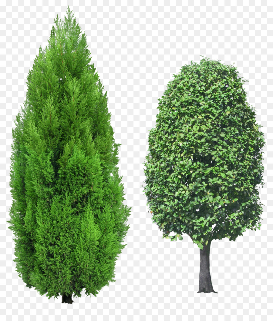 Mittelmeer-Zypresse, Immergrüne Clip-art - Baum