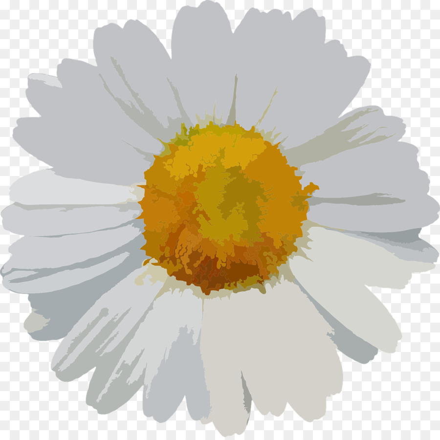 Blume Gemeinsamen daisy - Kamille