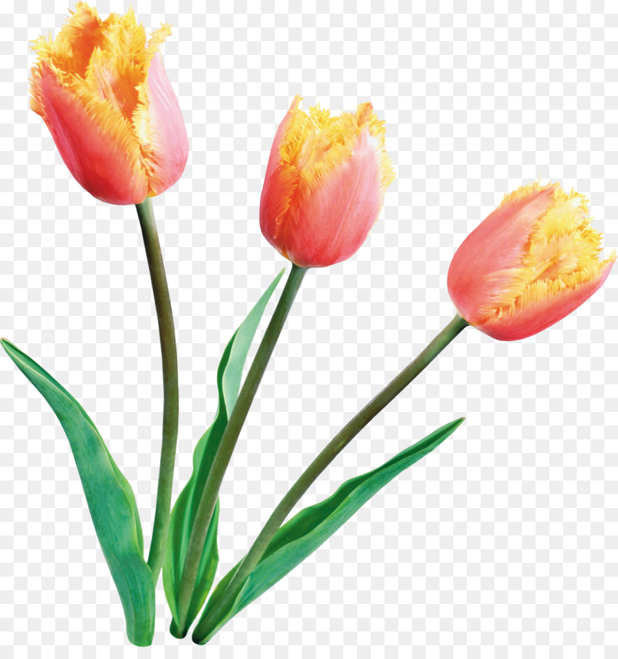 Tulip Flower Clip Art - Tulip