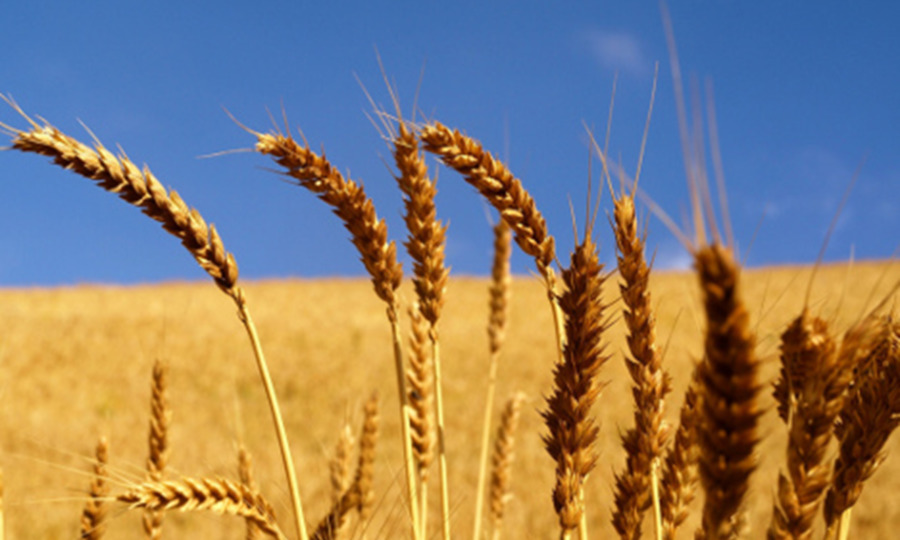 Farro Parabola della Zizzania Glutine di grano Intero, Cereali - grano