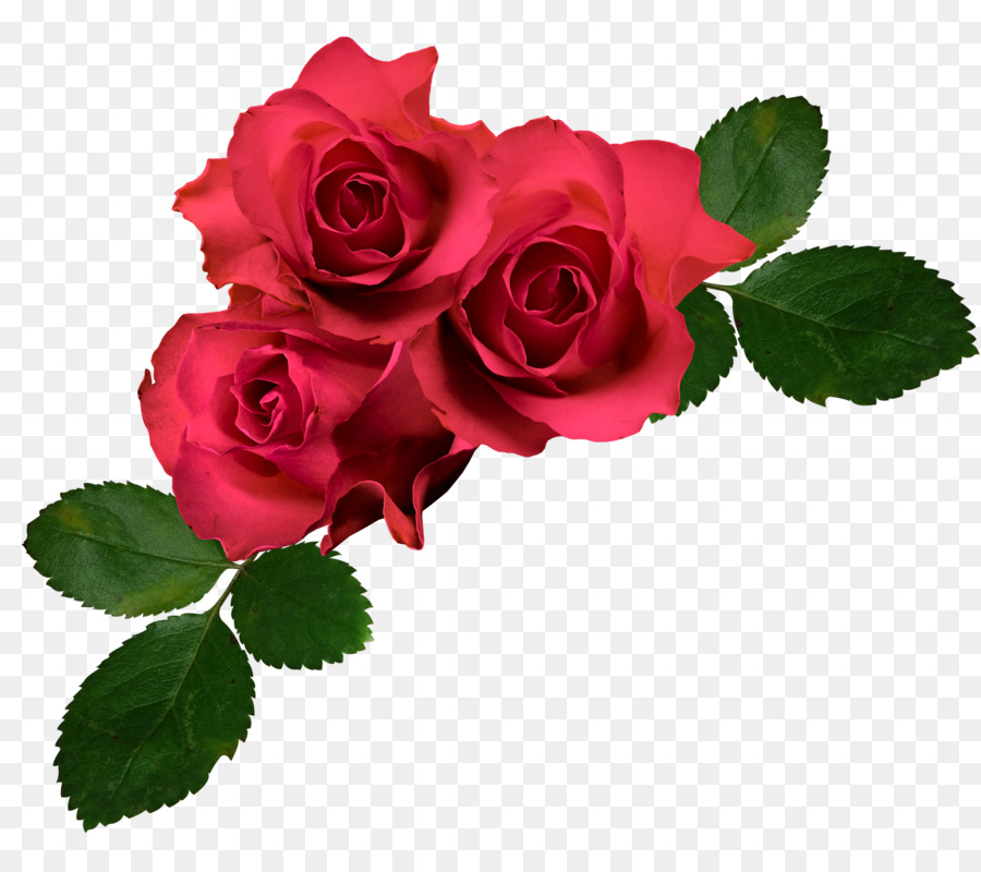 Giardino fiorito di rose Clip art - rosa