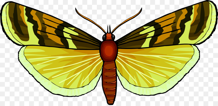 Monarca, farfalla, Insetto Impollinatore Nymphalidae - libellula