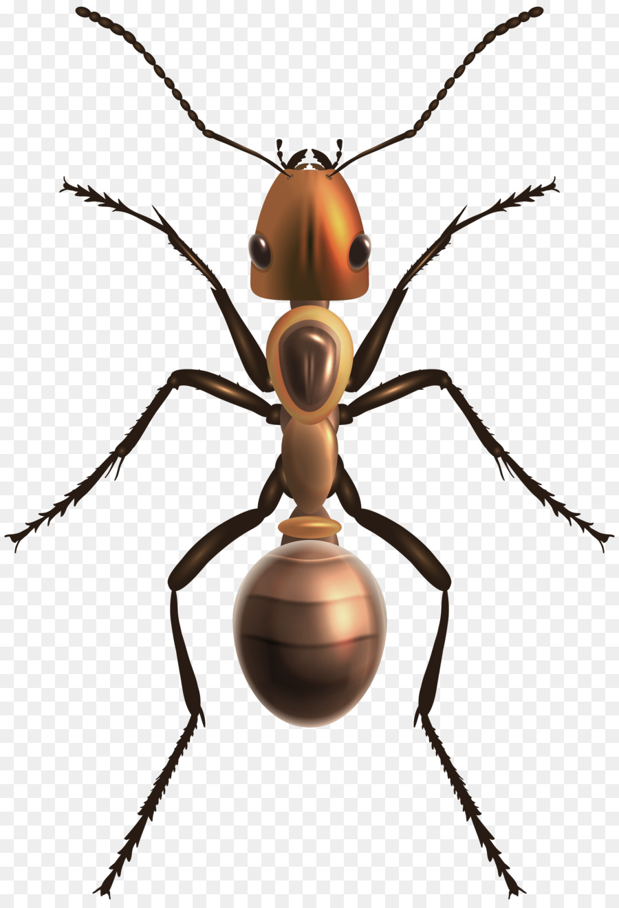 Côn Trùng Bee Kiến - con kiến