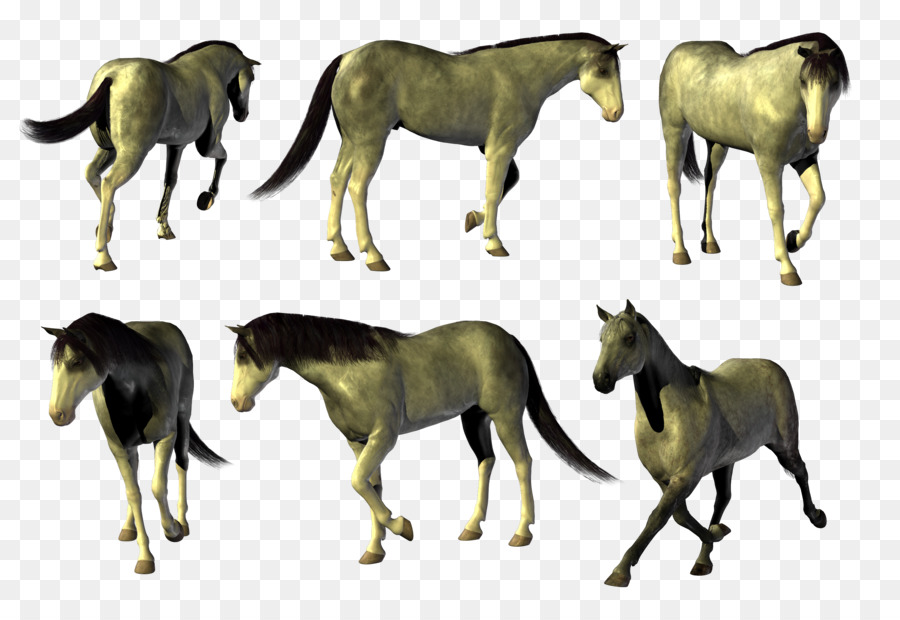 Mustang Akhal-Teke Cavalli Stallone Mare - cavallo