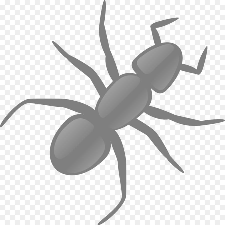 Ant Clip art - Ameisen