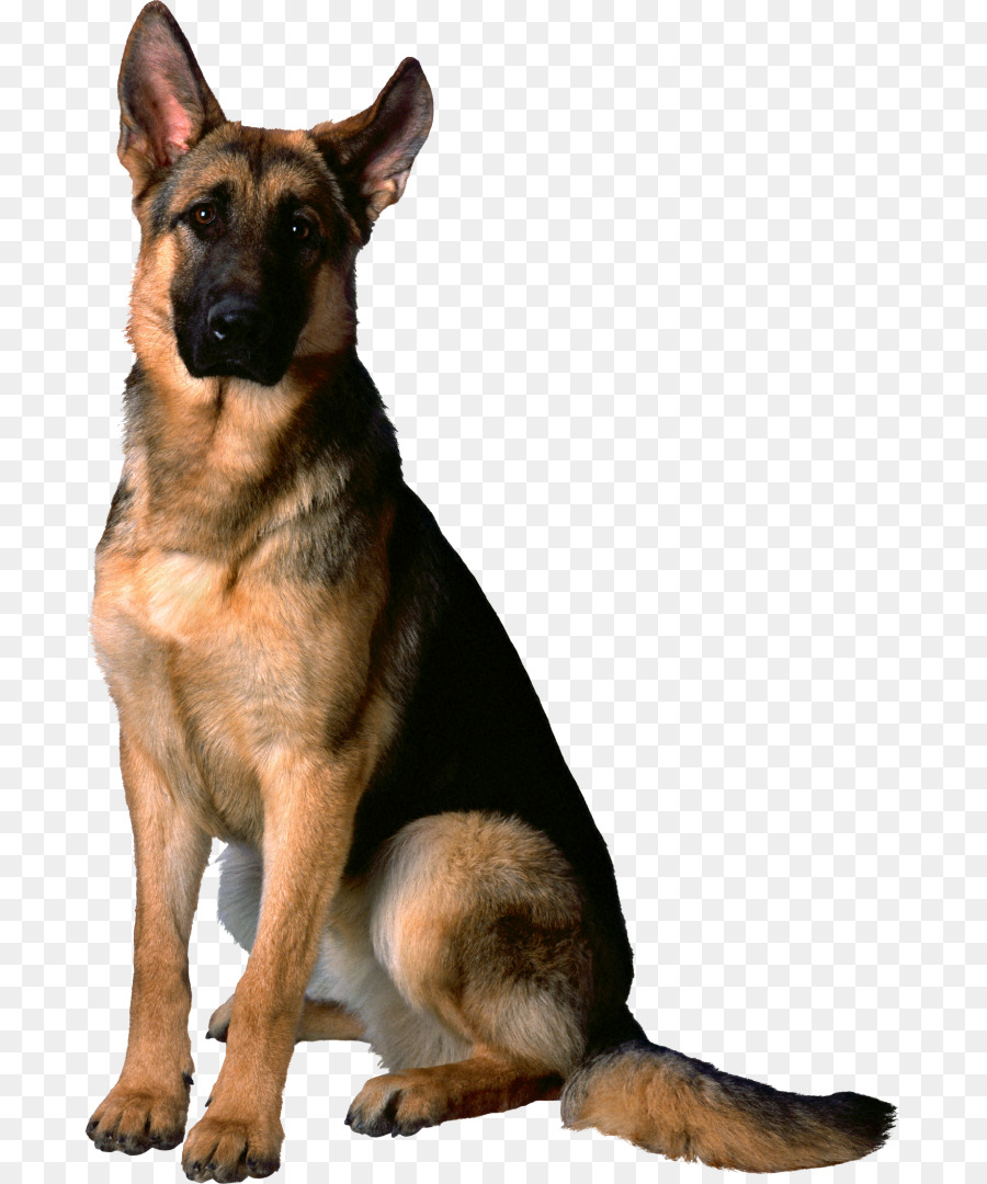 Người Chăn Cừu Đức Chó Săn Vàng Labrador Chó Con Chó Con - con chó
