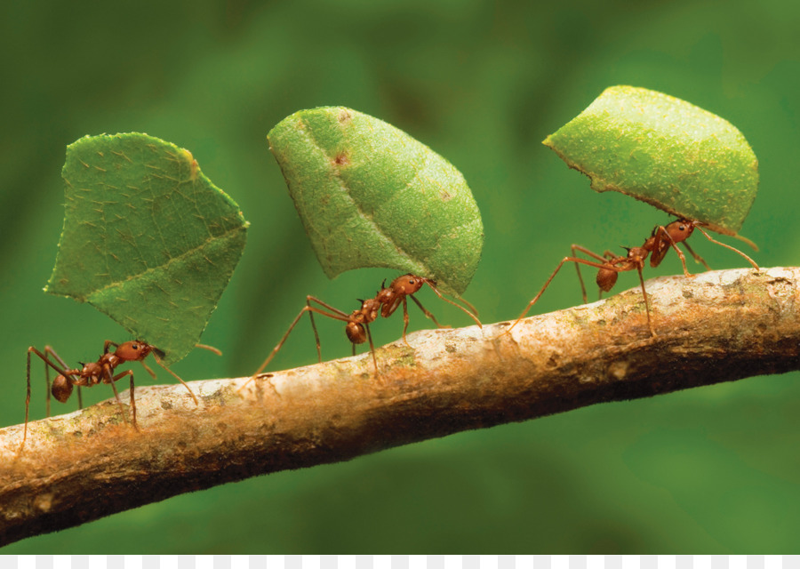 Insetto Oecophylla smaragdina Queen ant Ant colony Formicarium - formiche scaricare png - Disegno png trasparente Foglia png scaricare.