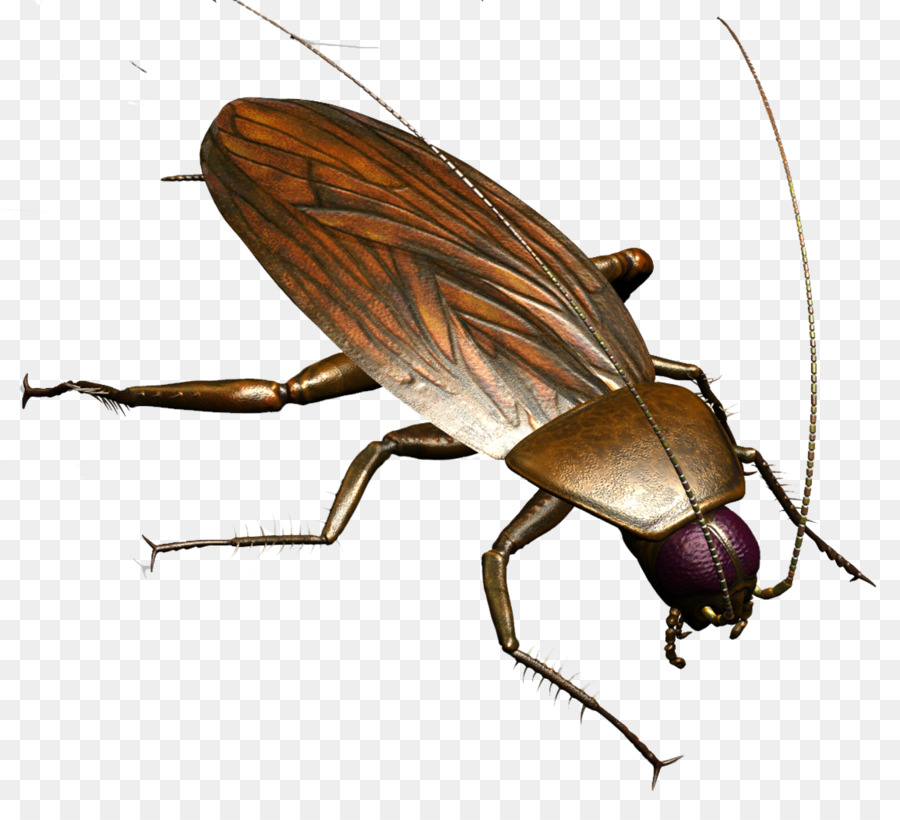 Braune Kakerlake Insekt Termite Pest Control - Roach
