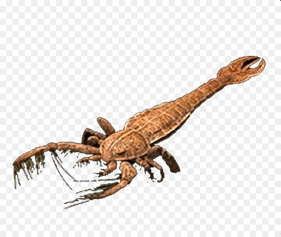 Scorpion Pterygotus Jaekelopterus Sơ Millipede - bọ cạp