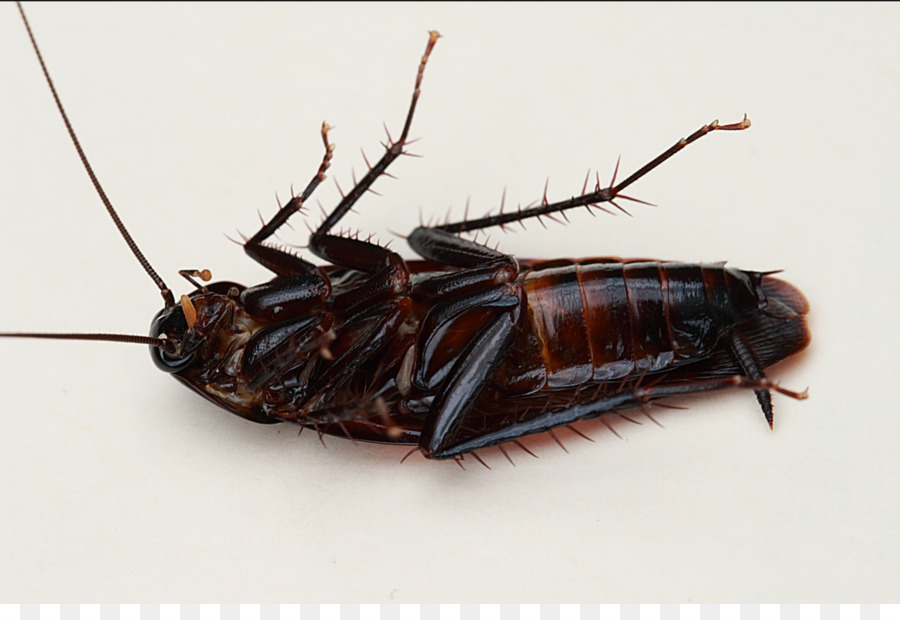Smokybrown scarafaggio Australiano scarafaggio scarafaggio Americano Insetto - scarafaggio