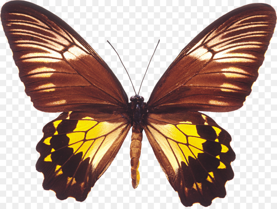 Farfalla Troides amphrysus Birdwing Troides helena - farfalla