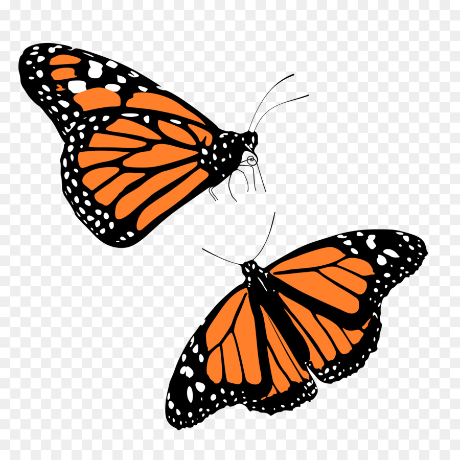 Caterpillar Cartoon png download - 2400*2400 - Free Transparent Monarch Butterfly  png Download. - CleanPNG / KissPNG