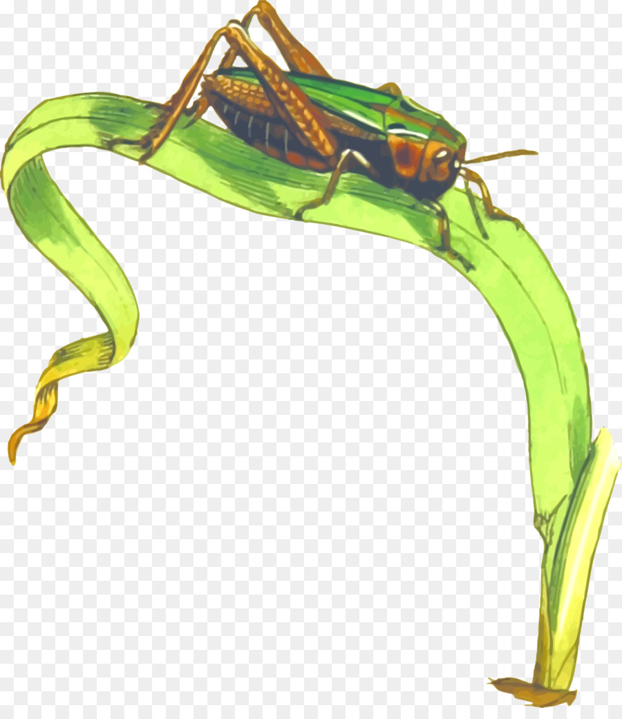 Grasshopper Cricket-clipart - Heuschrecke