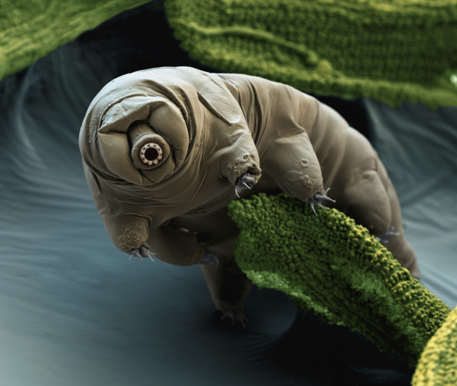 Tardigrado Micro-animale Vuoto Macrobiotus saggio Organismo - Delle pulci