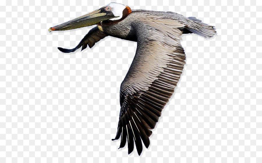Bird American white pelican Clip art - Pelikan png transparente Bilder