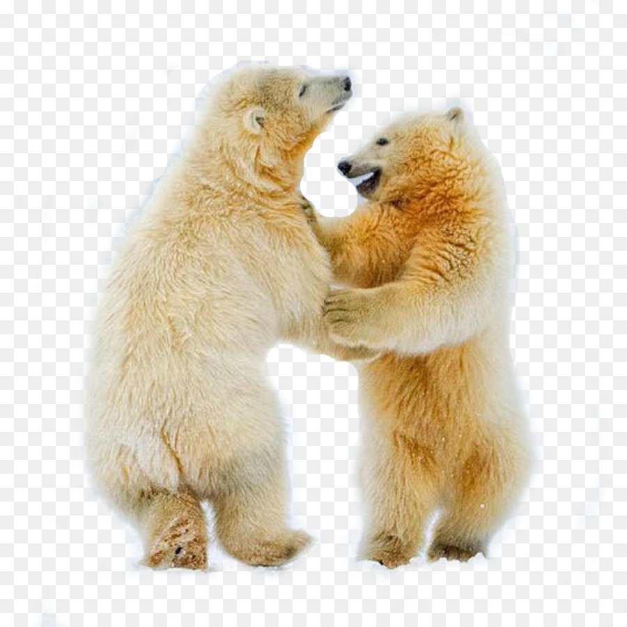 Cuccioli di Orso polare Artico fox Danza - Orso polare