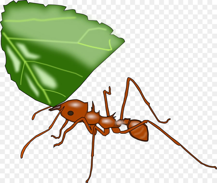 Leafcutter kiến Atta cephalotes Clip nghệ thuật - nam cực, công chúa