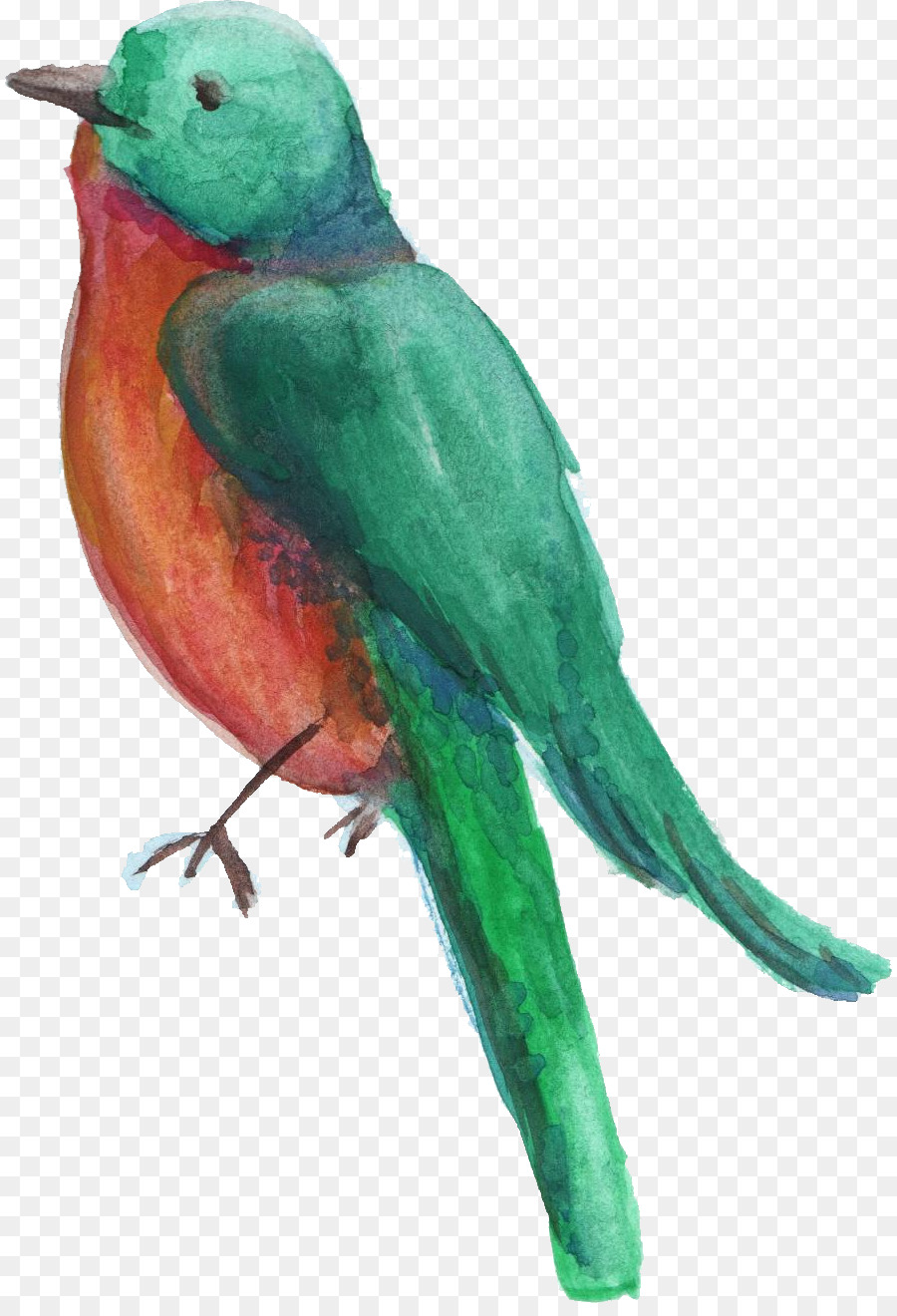 Uccello Pappagallo Parrocchetto Trasparente Acquerello Ruota di pittura ad Acquerello - uccello