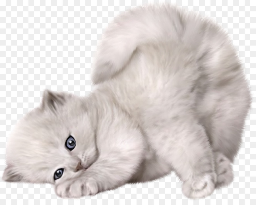 Persiano gatto Ragdoll Munchkin gatto Maine Coon Angora turco - gatto