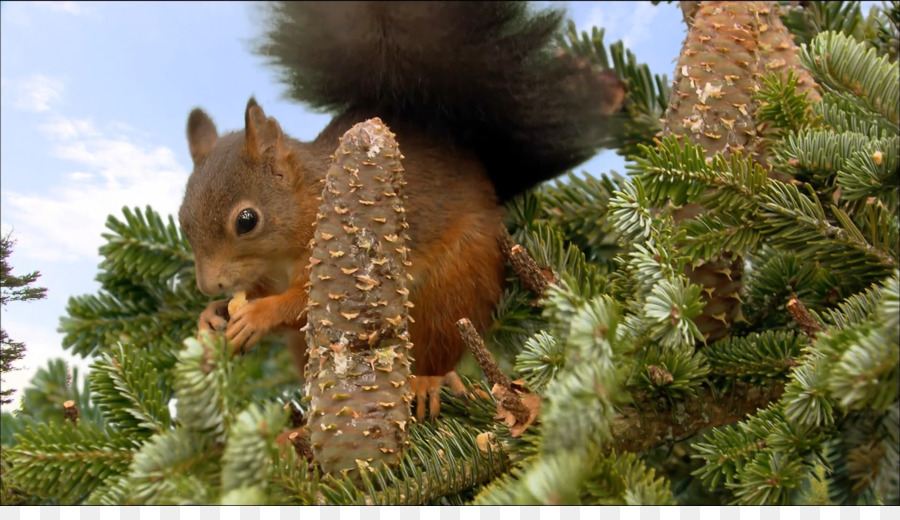 Sfondo per il Desktop Animali scoiattolo Rosso Albero scoiattoli ambiente Desktop - scoiattolo