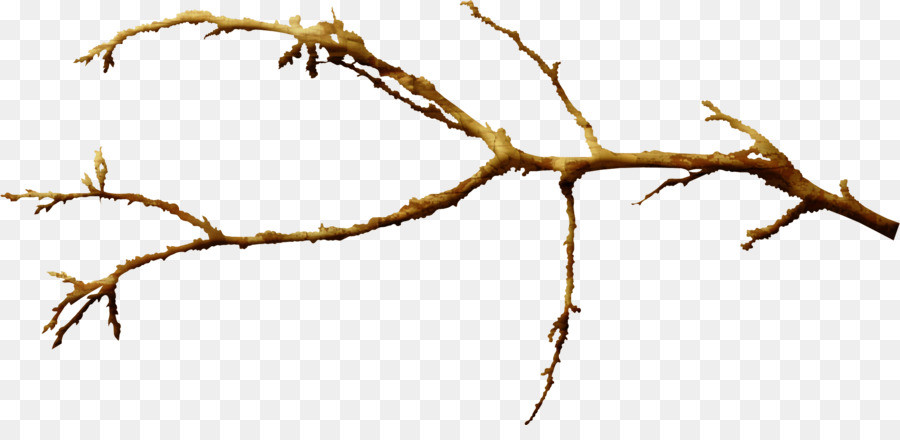 Ramo Foglia staminali Vegetali Twig - eucalipto