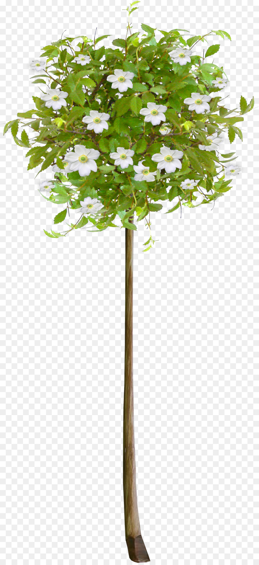 Tree Flower clipart - Tanne