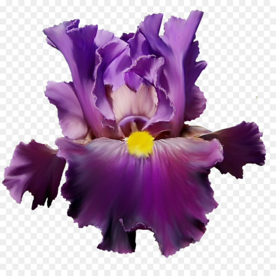 Blumen Lila Flieder Aquarell Violett - Mystik