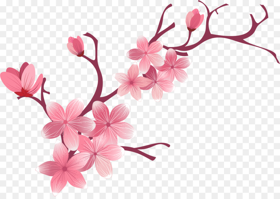 Kirschblüte Blume - Sakura