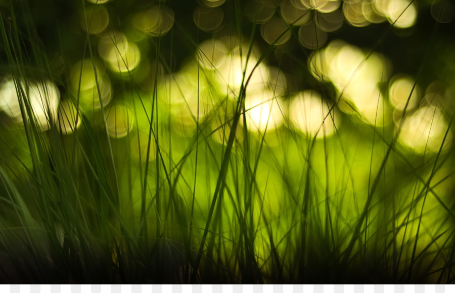 Green Grass Background png download - 1920*1200 - Free Transparent Green  Grass png Download. - CleanPNG / KissPNG