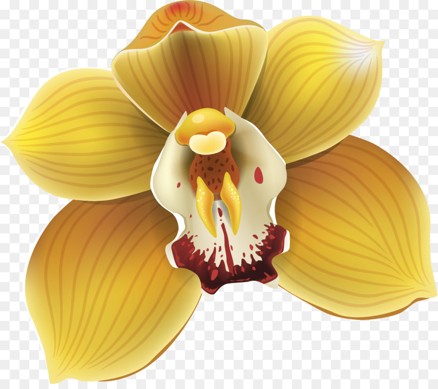 Flower Moth Orchideen-Zeichnung - Orchidee