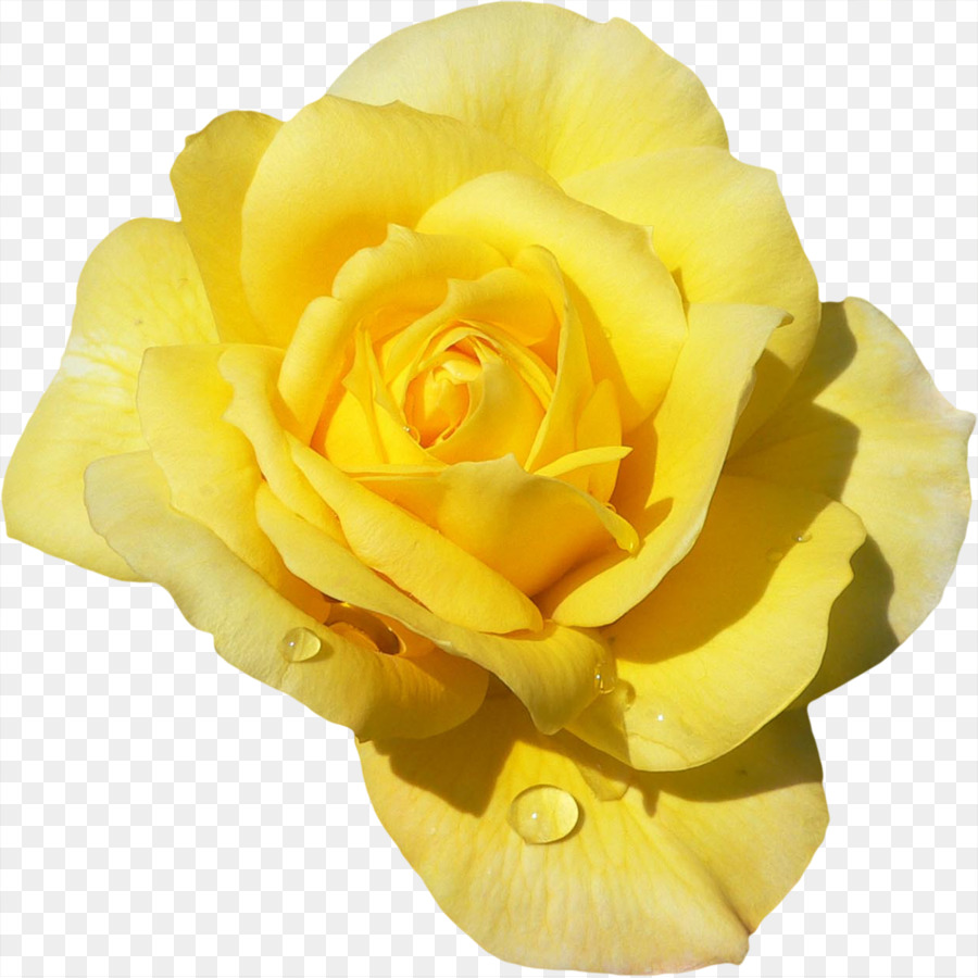Rose Gold Flower img