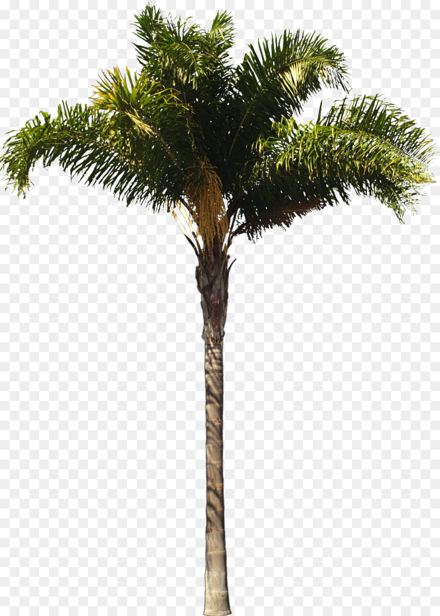 Arecaceae Regina di palma Architetto di piante Legnose Albero - albero di palma