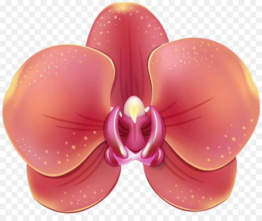 Lan Hoa Clip nghệ thuật - phong lan
