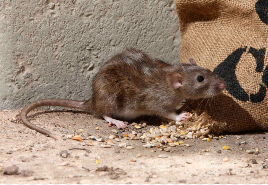 Braune Ratte, Nagetier, Maus Schwarz Ratte Eichhörnchen - Ratte & Maus