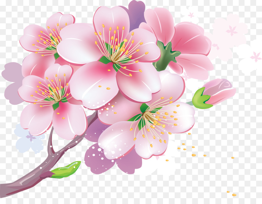 Cherry blossom Fotografie Clip-art - Blüte