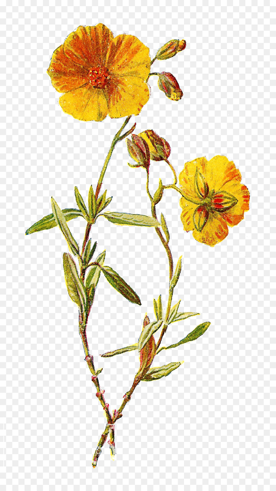 Hoa dại Clip Vàng nghệ thuật - Hoa oải hương
