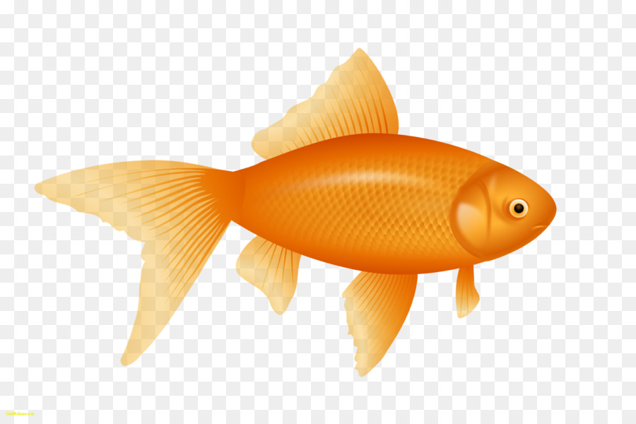 Con cá vàng Nền máy tính nghệ thuật Clip - câu cá